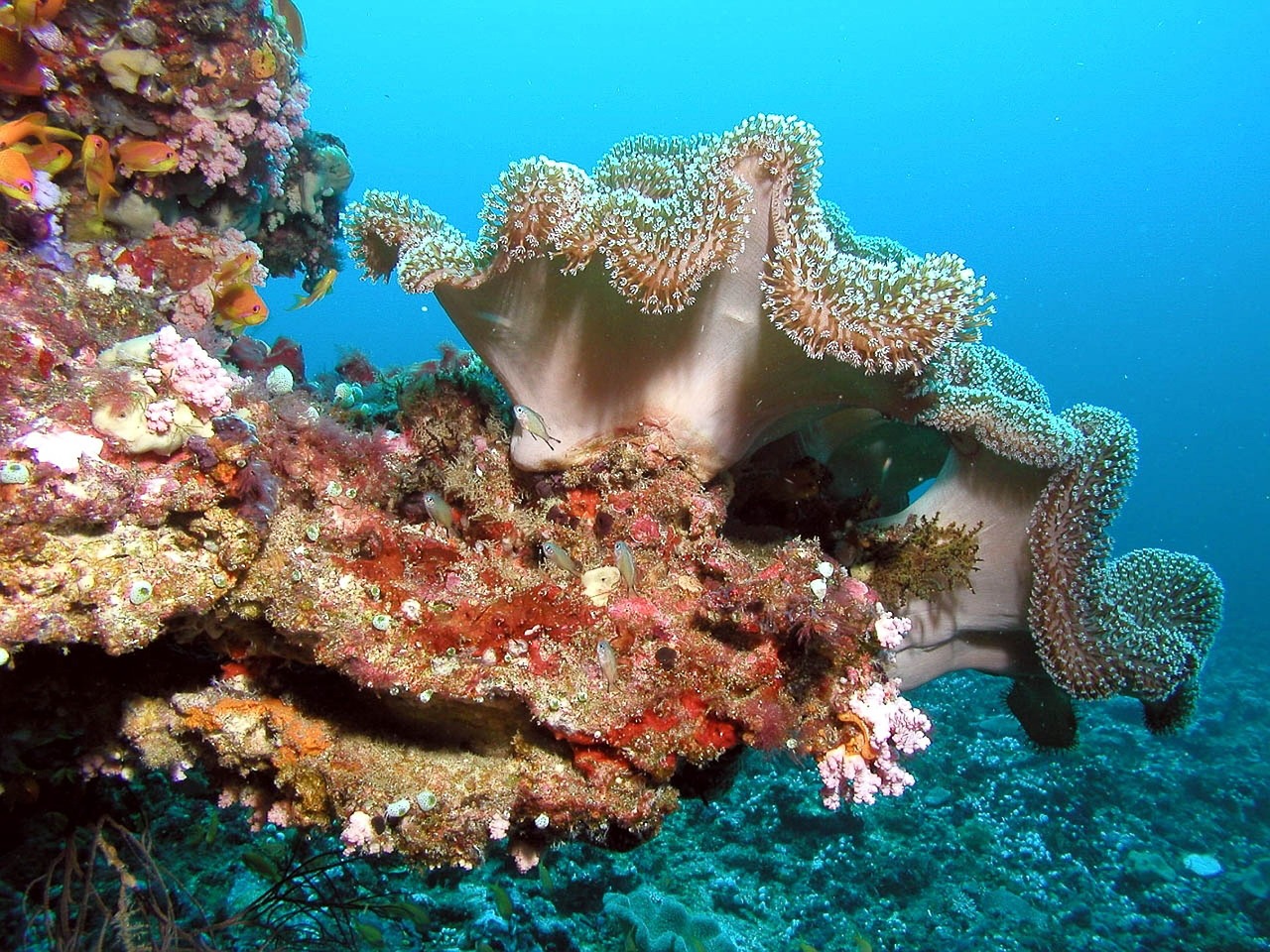Jakie są rodzaje koralowców?